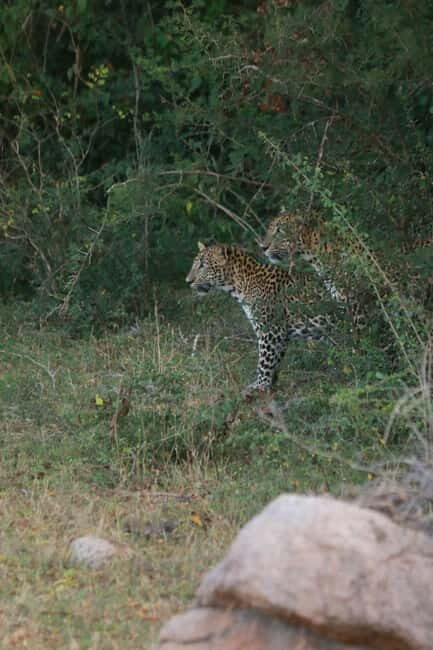 YALA BLOCK 5 & 6 (Weheragala & Lunugamwehera) Safari Tours - Who Should Book This Yala Block 5 & 6 Tour