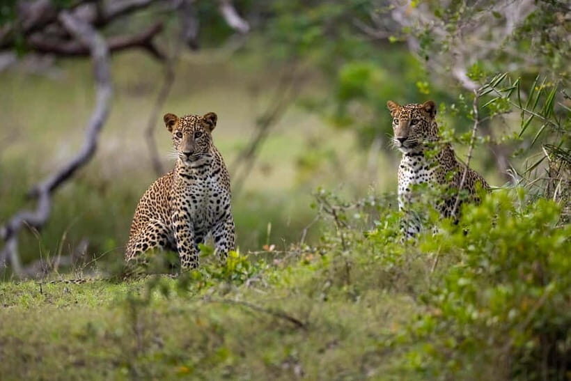 YALA BLOCK 5 & 6 (Weheragala & Lunugamwehera) Safari Tours - Yala Blocks 5 & 6: same forest, smarter scanning time