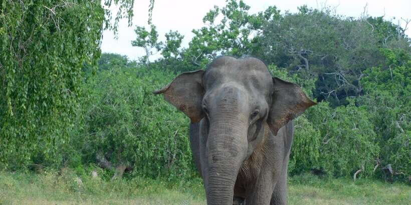 YALA BLOCK 5 & 6 (Weheragala & Lunugamwehera) Safari Tours - What you’ll actually see: leopards, elephants, crocodiles, and birds