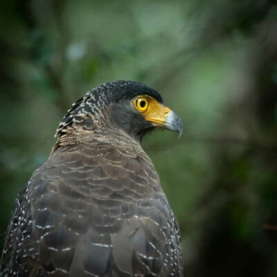 YALA BLOCK 5 & 6 (Weheragala & Lunugamwehera) Safari Tours - Lunugamwehera and Weheragala with one entry ticket