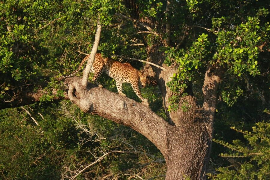 YALA BLOCK 5 & 6 (Weheragala & Lunugamwehera) Safari Tours - The quiet factor: why this feels different in Yala