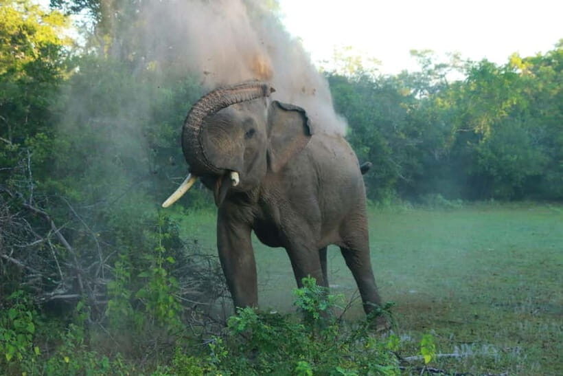 YALA BLOCK 5 & 6 (Weheragala & Lunugamwehera) Safari Tours - Pickup coverage: what’s included around Tissamaharama and Yala