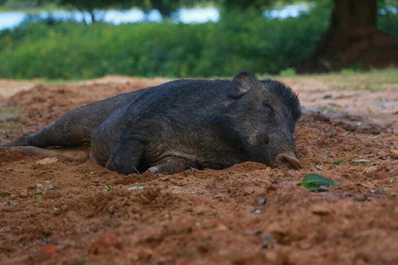 YALA BLOCK 5 & 6 (Weheragala & Lunugamwehera) Safari Tours - What You Might See on This Safari (Based on Typical Outcomes)
