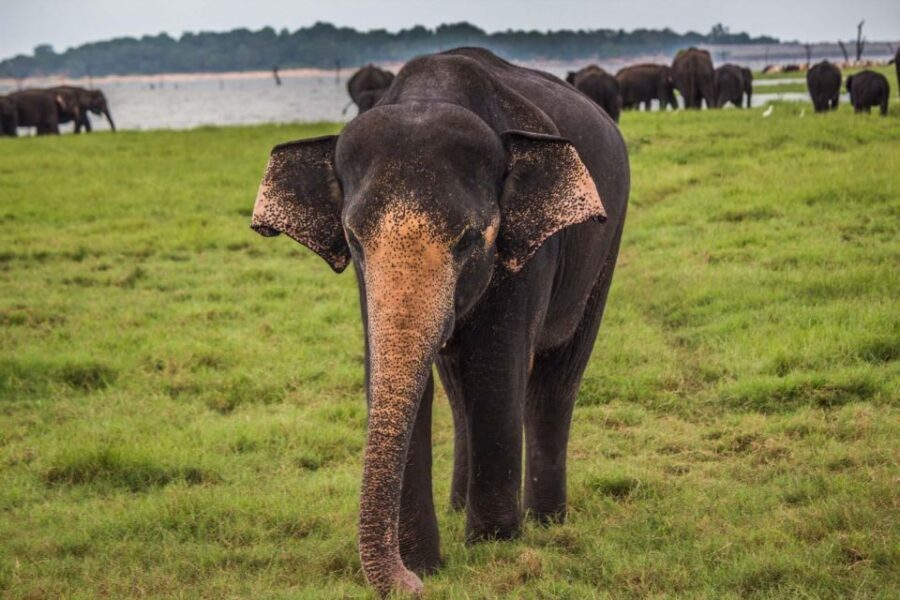 Yala Block 5: Private Morning or Evening Safari - What You Might Spot in Block 5 (and Why Sloth Bears Show Up Here)