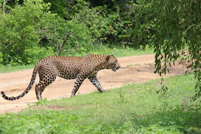 Yala Camping by Ajith Safari All Inclusive - Dawn safari and breakfast: the moment most people underestimate