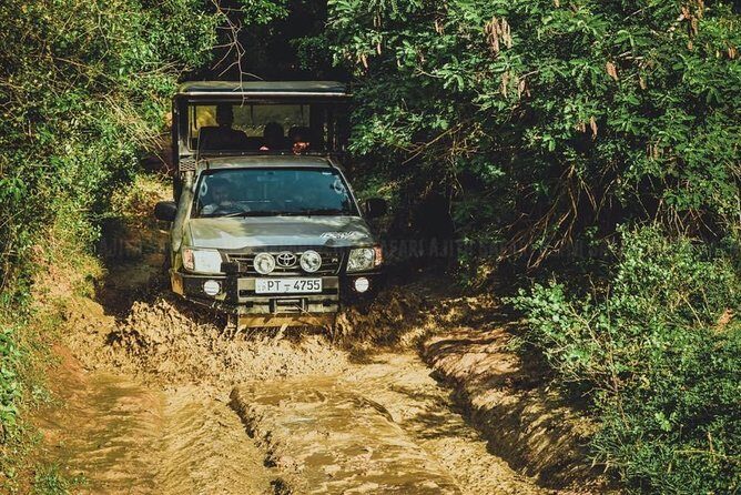 Yala Full day Leopard Safari Tour with Picnic Lunch - Key highlights you’ll feel right away
