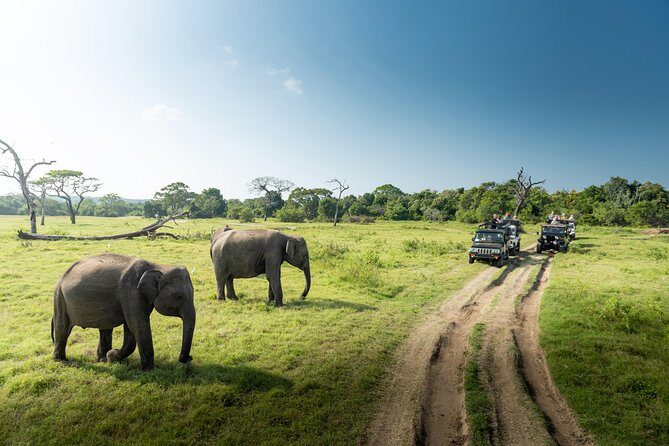 Yala Full day Leopard Safari Tour with Picnic Lunch - Early pickup and what the long day actually feels like