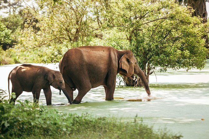 Yala Full day Leopard Safari Tour with Picnic Lunch - The guide makes or breaks the day (and Shehan Safari has names to watch)
