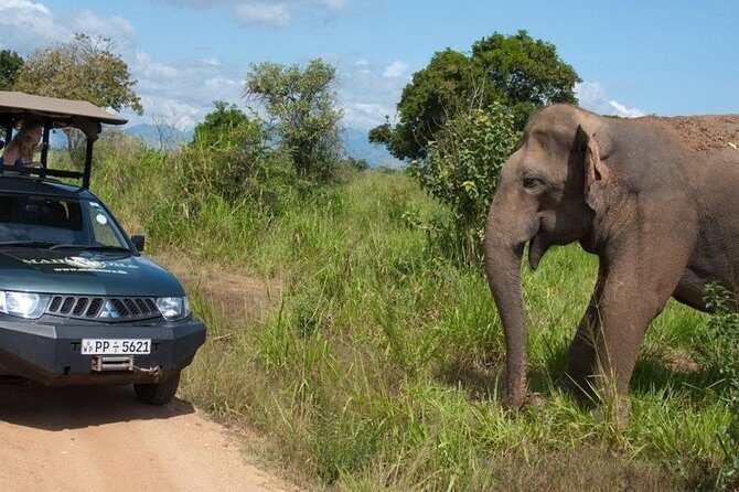 Yala Full day Leopard Safari Tour with Picnic Lunch - Picnic lunch and beach time: when you stop and reset