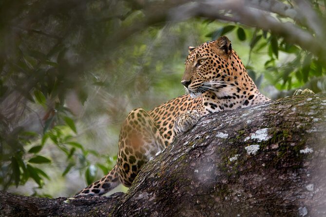 Yala Full day Leopard Safari Tour with Picnic Lunch - Yala National Park game drives: habitats, animals, and realistic odds