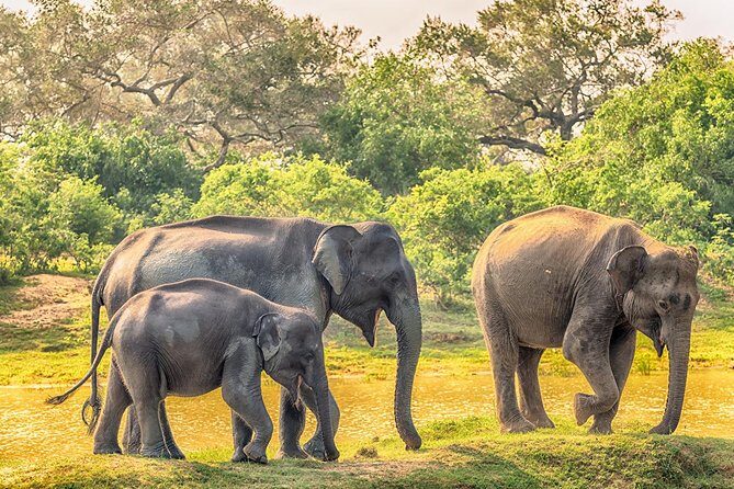 Yala Full Day Safari with Picnic Lunch - Private & All Inclusive - Pickup at 4–5:30am and the Drive You’ll Actually Feel