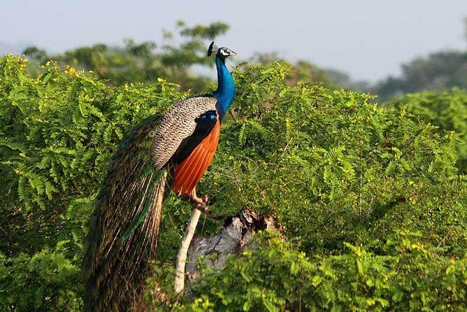 Yala Full Day Safari with Picnic Lunch - Private & All Inclusive - Picnic Lunch Inside Yala: Food and Fuel for Spotting