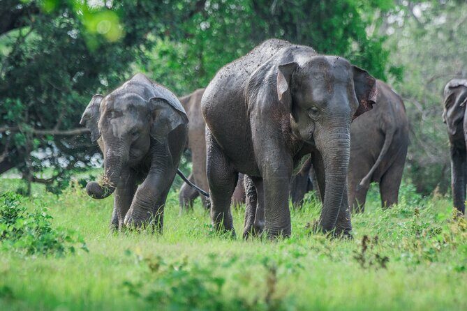 Yala Half Day Safari from Hambantota Port Shore Excursion - From Hambantota Port to Yala’s safari roads