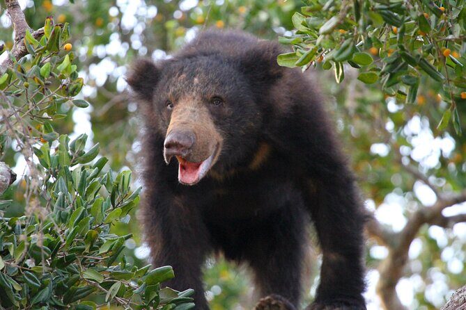 Yala Half Day Safari from Hambantota Port Shore Excursion - What animals you can realistically expect to spot