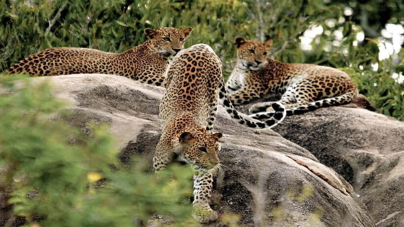 Yala Jeep Safari Tours – Including Entrance Tickets - Yala National Park entrance tickets: what guaranteed entry really means