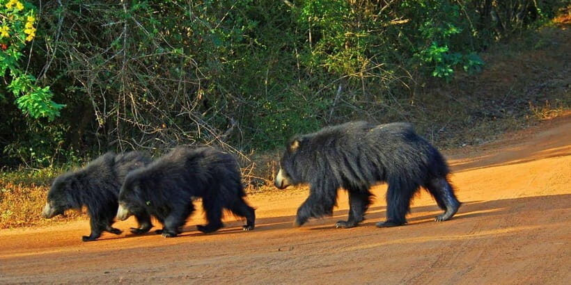 Yala Jeep Safari Tours – Including Entrance Tickets - What’s included for comfort: water, jeeps, and the driver/guide factor