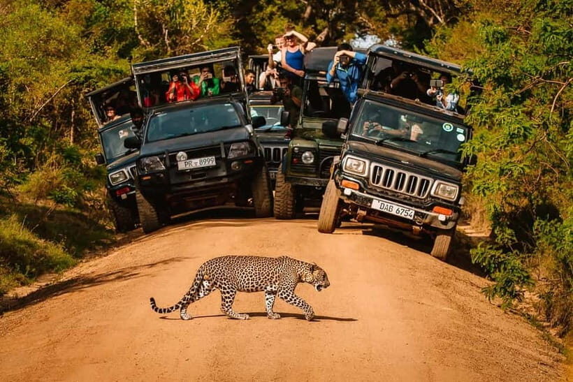 Yala Jeep Safari Tours – Including Entrance Tickets - Jeep safari timing: morning, evening, or the full-day 10 hours