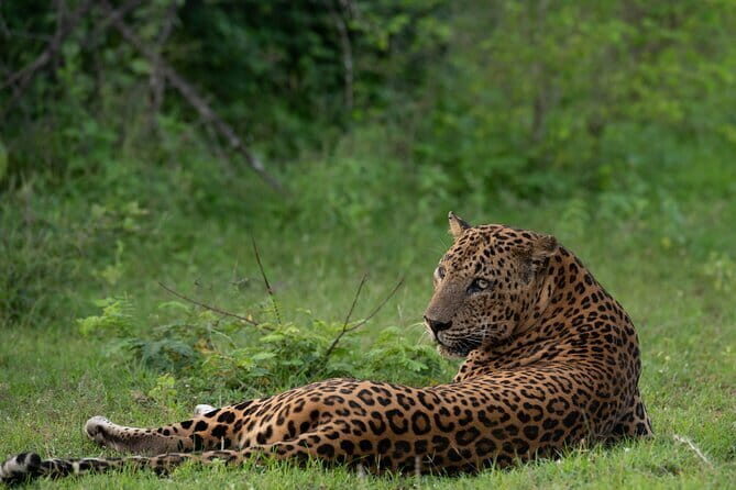 Yala Mk Safari Tour & Taxi Service - Key things to know before you go