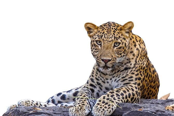 Yala Mk Safari Tour & Taxi Service - Yala National Park and the Big Three: what makes this safari tick