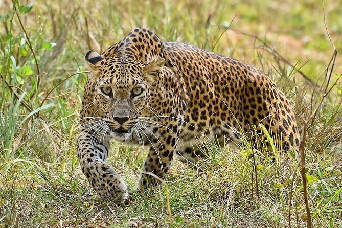 Yala Mk Safari Tour & Taxi Service - Private taxi format and pickup: how the logistics usually feel on the ground