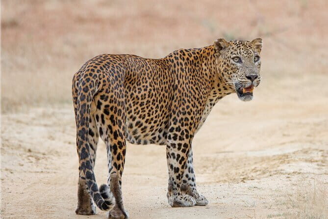 Yala Mk Safari Tour & Taxi Service - Your driver-guide matters: safe driving, real explanations, and Jayampathi