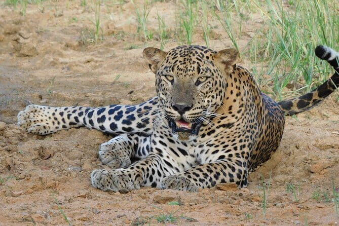 Yala Mk Safari Tour & Taxi Service - Price and value: is $28 per group good?