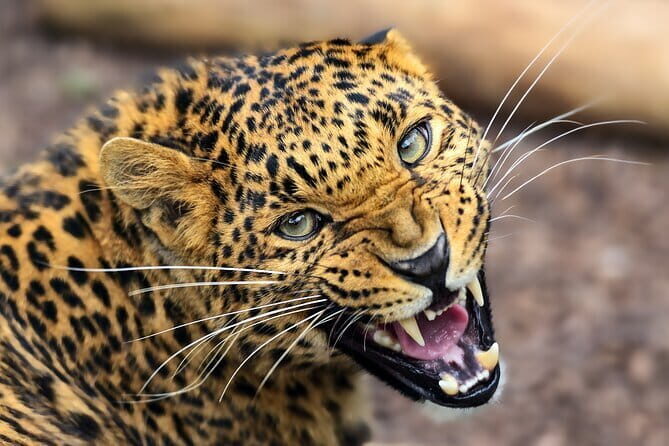 Yala Mk Safari Tour & Taxi Service - Rain, roads, and comfort: the real safari downside