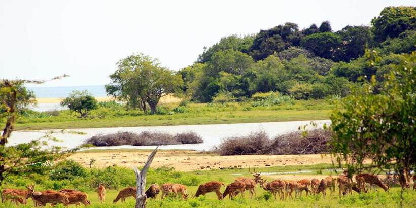 Yala: Morning or Afternoon All-inclusive Private Safari - The Full Cast: Animals You Can Actually Plan Around
