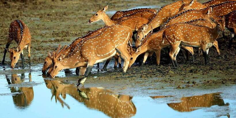Yala: Morning or Afternoon All-inclusive Private Safari - Comfort Rules: Snacks, Water, and the Realities of Afternoon Weather