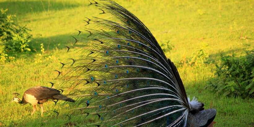 Yala: Morning or Afternoon All-inclusive Private Safari - Price and Value: Is $90 per Person a Smart Deal?