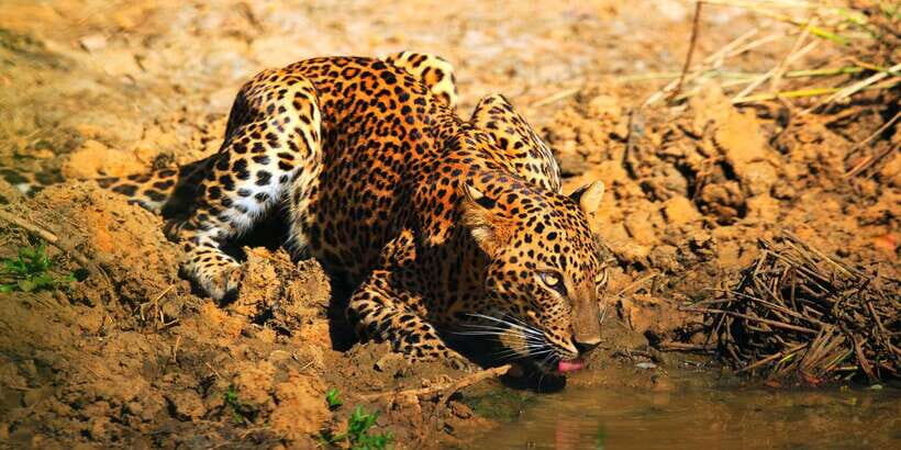 Yala: Morning or Afternoon All-inclusive Private Safari - Pickup Options and Timing That Actually Affect Your Day