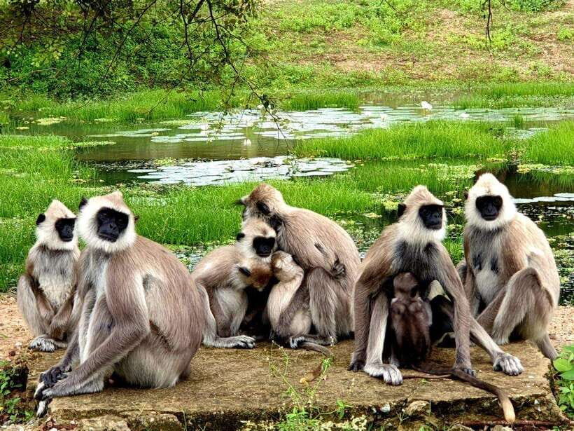 Yala National Park: 7 hour & 12 hour Leopard Safari Tours - Why Yala is worth your safari day