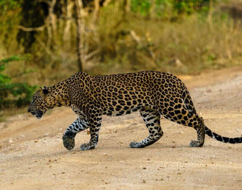 Yala National Park: 7 hour & 12 hour Leopard Safari Tours - Budgeting the one big “not included” cost: park entrance tickets