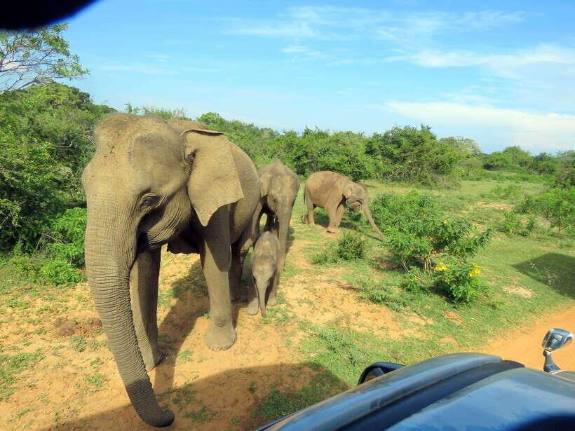 Yala National Park: 7 hour & 12 hour Leopard Safari Tours - What to bring, and what to avoid