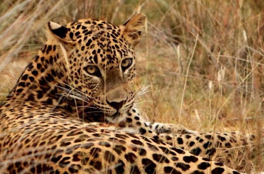 Yala National Park: 7 hours or 12 hours Leopard Wild Safari - Price and entrance ticket math: what you’re really paying for