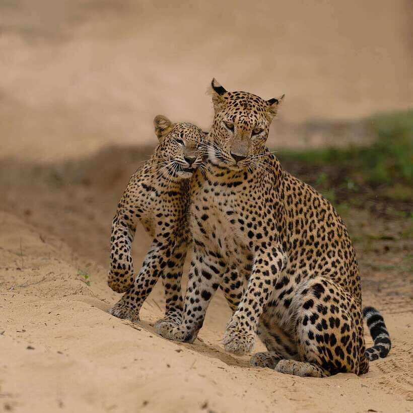 Yala National Park: 7 hours or 12 hours Leopard Wild Safari - What to bring (and what not to) for a smooth safari