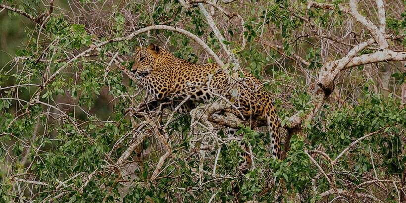 Yala National Park: All Inclusive Full-Day Safari with Lunch - Yala National Park: leopard chances meet Sri Lanka’s Dry-Zone habitats