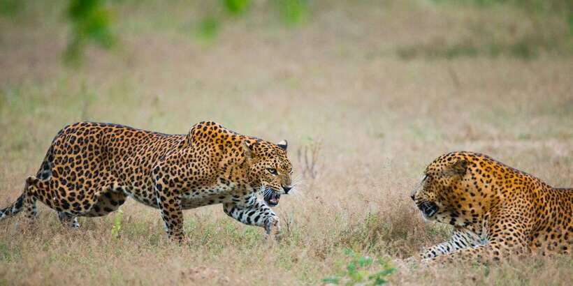 Yala National Park: All Inclusive Full-Day Safari with Lunch - Morning game drive: how you spend 10 hours hunting leopards