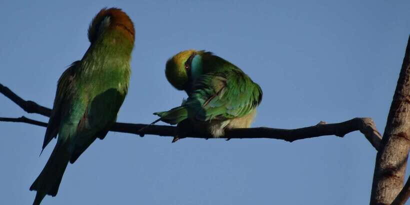 Yala National Park: All Inclusive Full-Day Safari with Lunch - Afternoon drive: your second chance, not a time filler