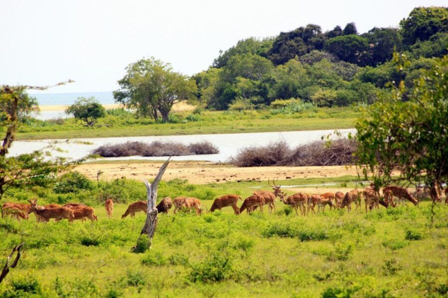 Yala National Park: All Inclusive Full-Day Safari with Lunch - Wildlife you can reasonably plan around (not just wish for)