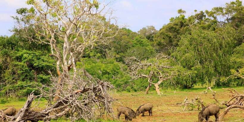 Yala National Park: All Inclusive Full-Day Safari with Lunch - Price and value: what $145 buys you (and what it doesn’t)