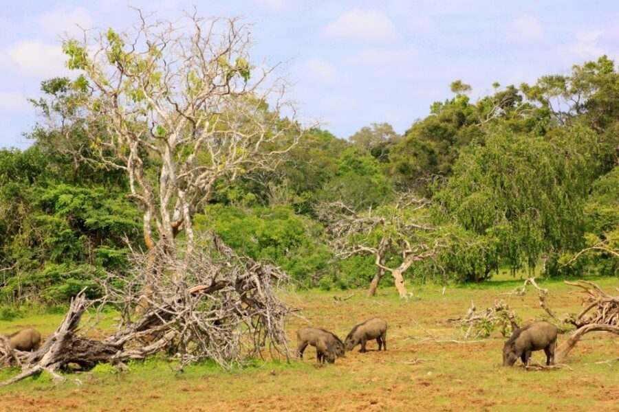 Yala National Park: All Inclusive Full-Day Safari with Lunch - When this safari fits you best (and when to skip it)