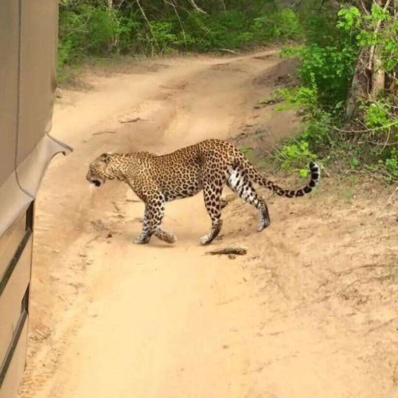 Yala National Park: All Inclusive Private Safari Day Trip - What All-Inclusive Really Means Here: Private Jeep, Fees, and Lunch