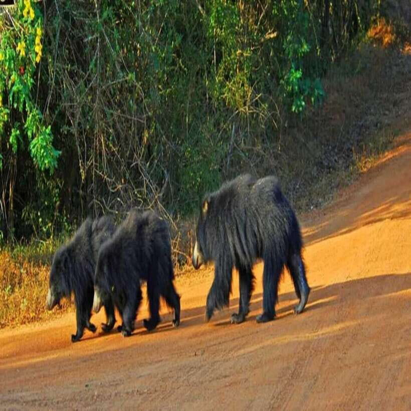 Yala National Park: All Inclusive Private Safari Day Trip - Lunch on Safari Day: Why Included Sri Lankan Food Is a Big Deal