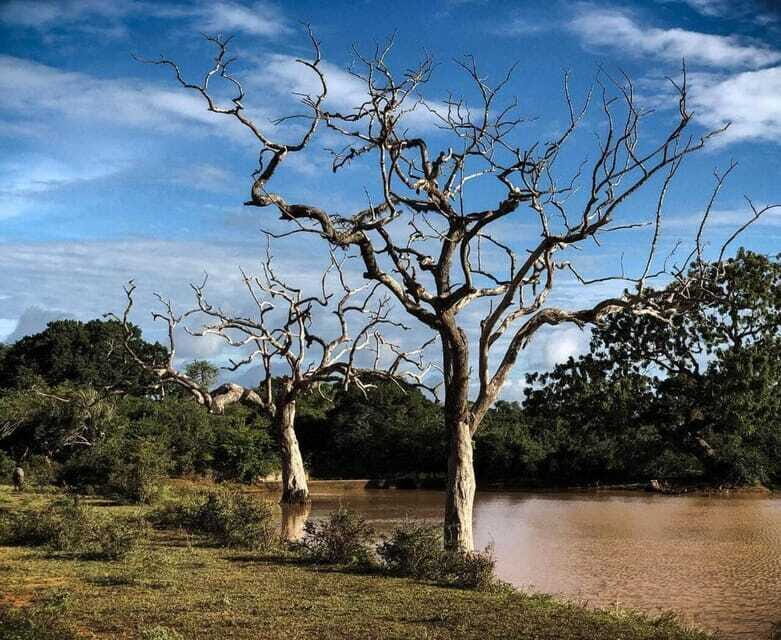 Yala National Park: All Inclusive Private Safari Day Trip - Who This Safari Fits Best (And Who Should Rethink It)