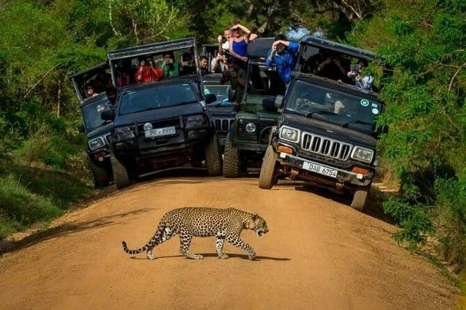 Yala National Park (Day Tour) - Yala National Park, in a 3-hour window