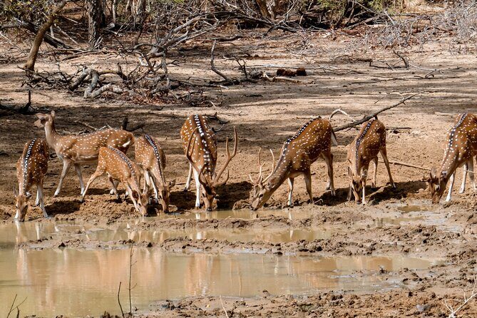 Yala National Park Entrance Ticket with Private Safari - Online Entrance Voucher: Your Best Way to Beat the Yala Ticket Rush
