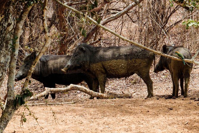 Yala National Park Entrance Ticket with Private Safari - The 4x4 Jeep Safari Setup: Small Group, Big Eyes