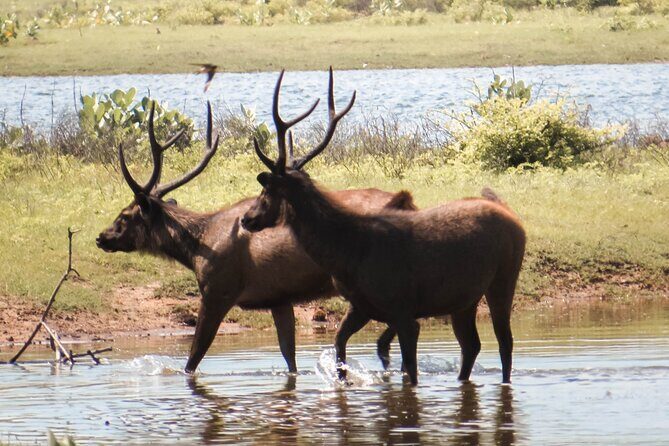 Yala National Park Entrance Ticket with Private Safari - Wildlife Targets: How to Think About Elephants, Leopards, Sloth Bear