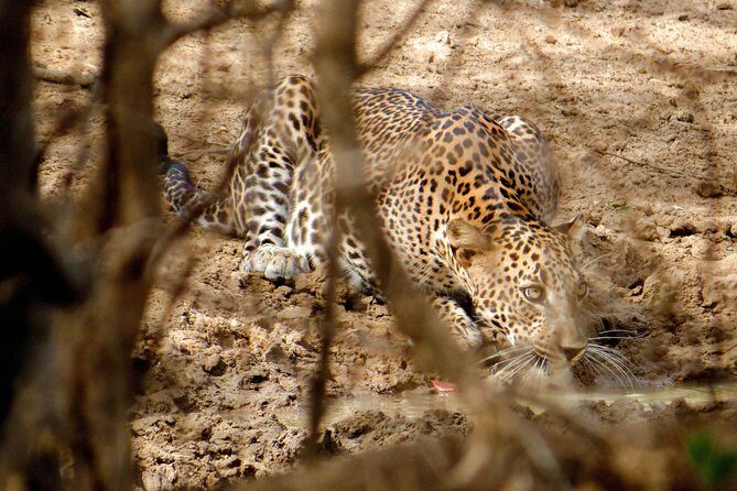 Yala National Park Entrance Ticket with Private Safari - Best Time of Day for Yala: Why Late Afternoon Often Helps